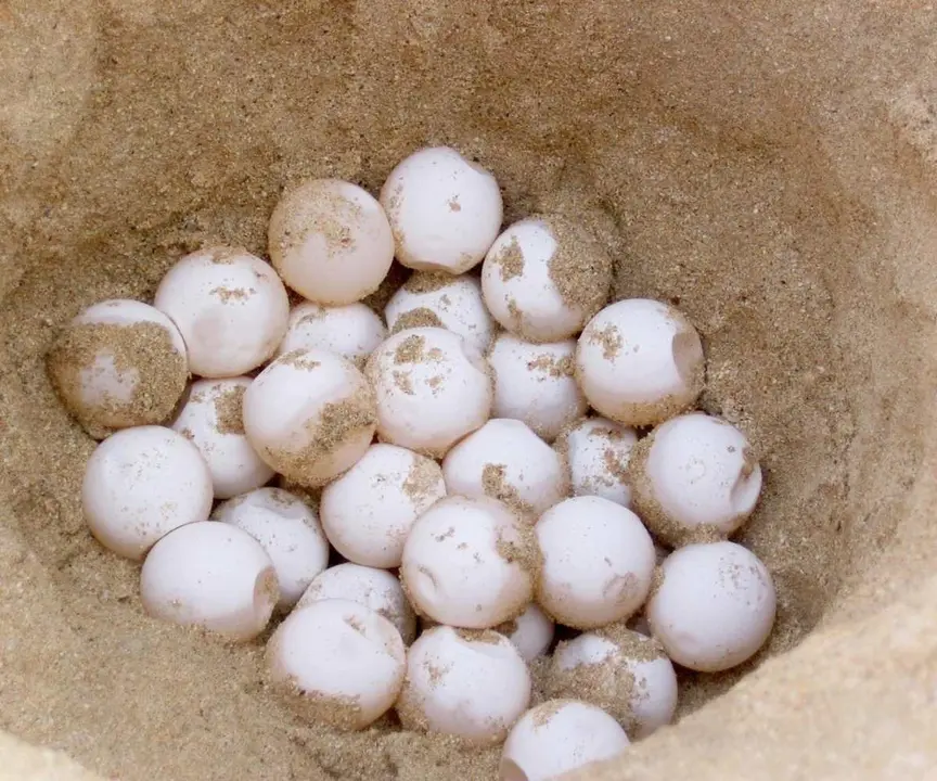 nido de tortugas en la costa catalana