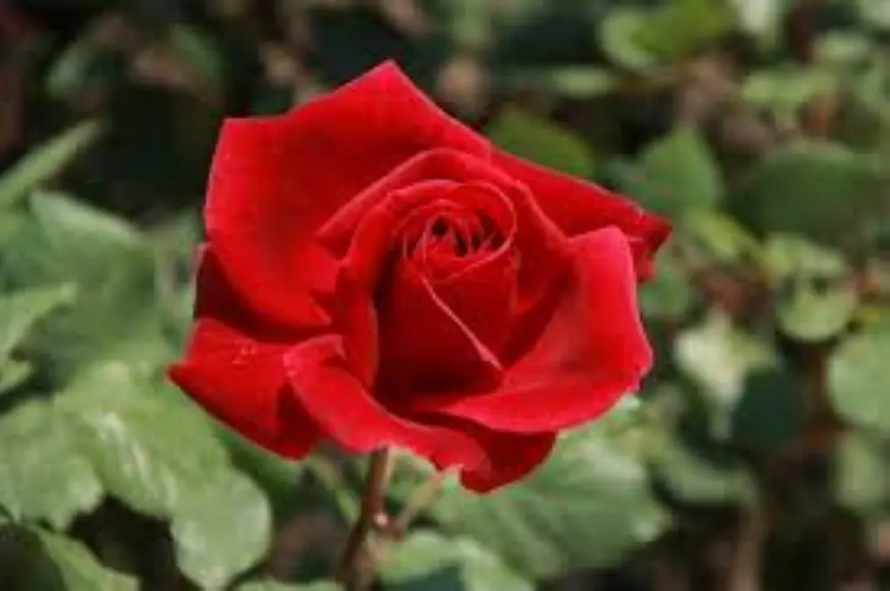 Rosa