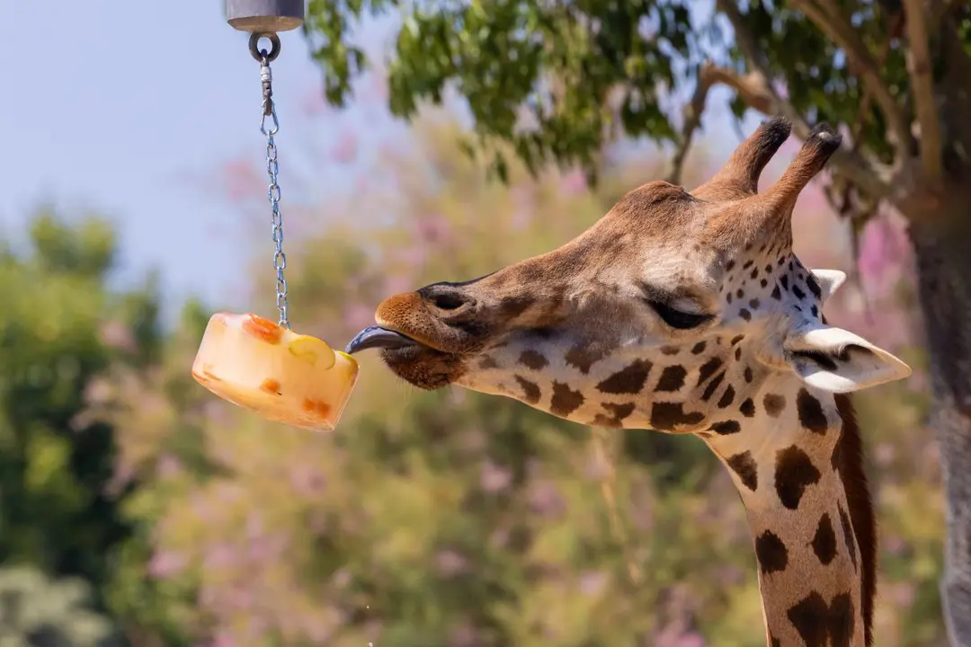Una jirafa se refresca con un helado en el Zoo de Barcelona