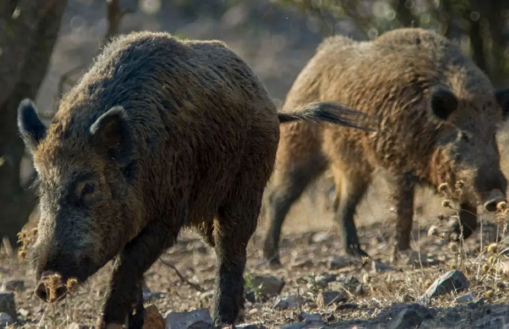 Peste porcina detectada en jabalís en la Sierra de Collserola (Barcelona)