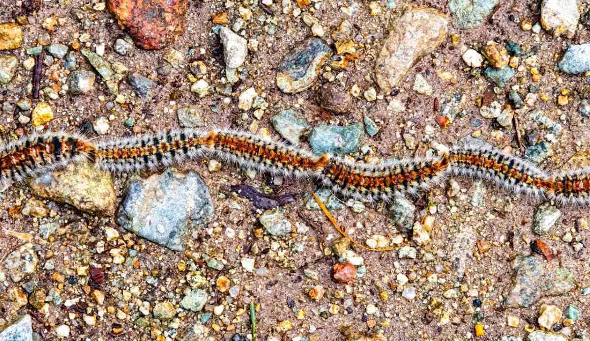 Alerta procesionarias en Collserola