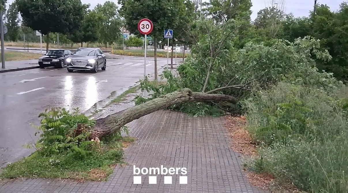 caida &aacute;rboles de esta tarde, por el fuerte temporal, en Vic