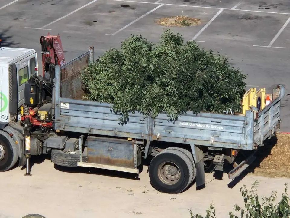 arbre tallat al parquing obert de Ramon Llull