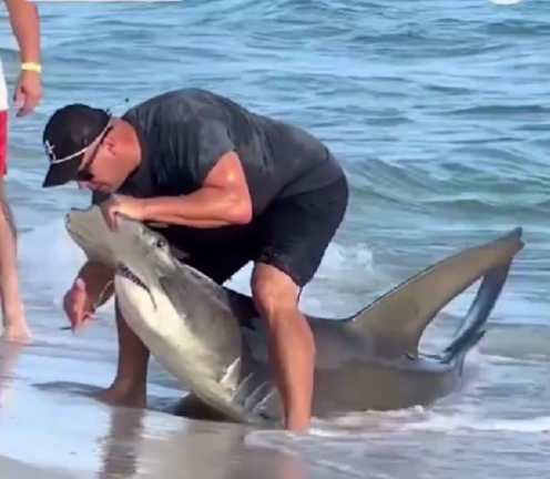 tiburon martillo con anzuelo