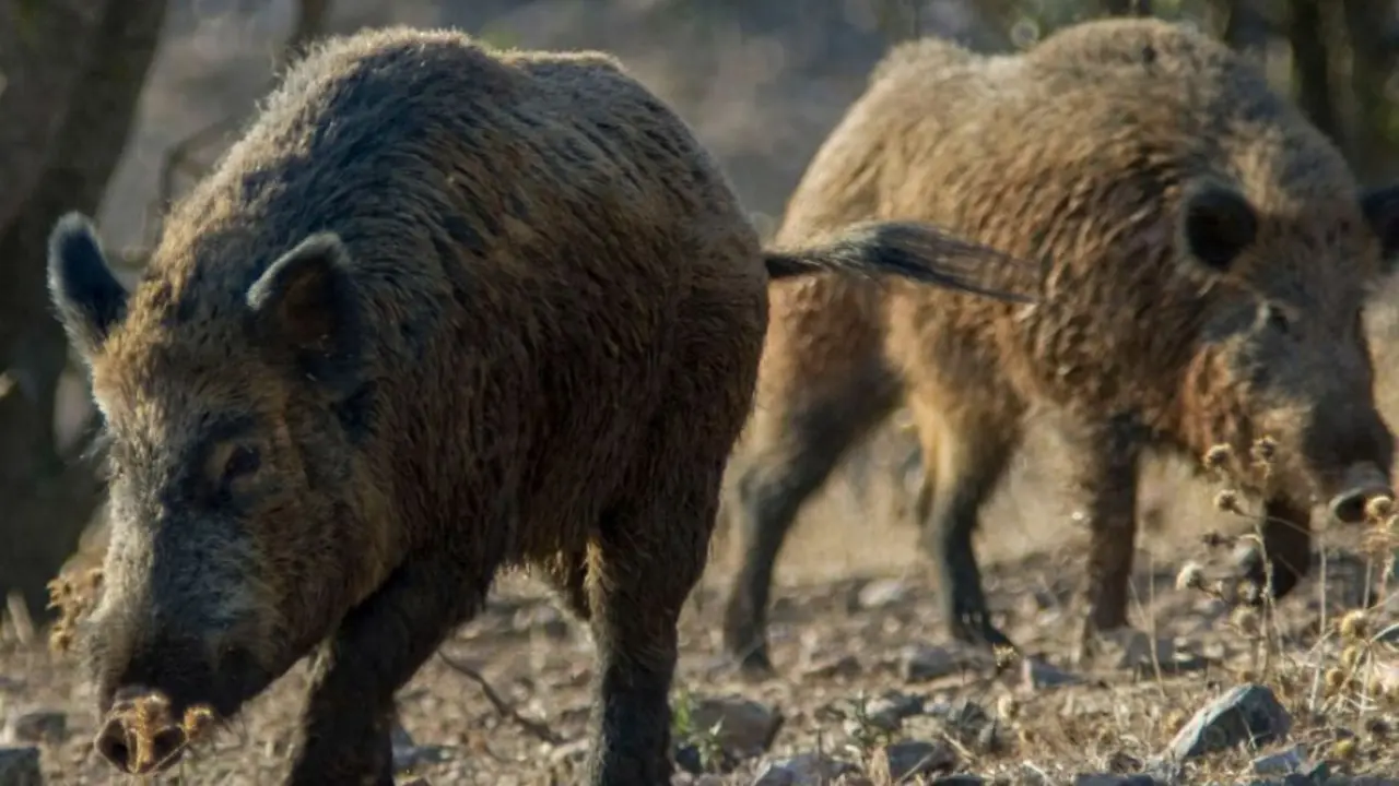 Peste porcina detectada en jabal&iacute;s en la Sierra de Collserola (Barcelona)