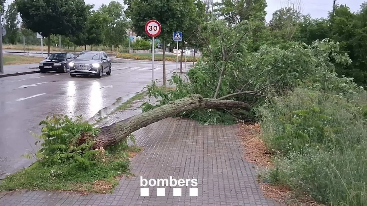 caida &aacute;rboles de esta tarde, por el fuerte temporal, en Vic
