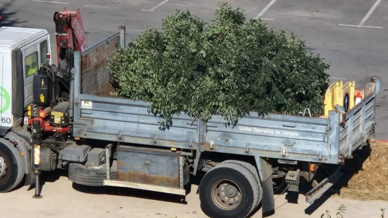 arbre tallat al parquing obert de Ramon Llull