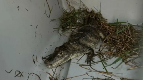 La cria de caiman que ha aparegut al riu Besòs (Policia Local Sta Coloma Gramanet)
