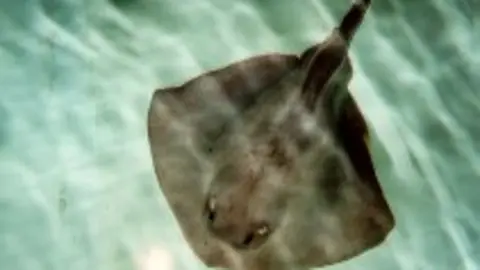 Pteroplatytrygon violacea