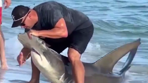 tiburon martillo con anzuelo