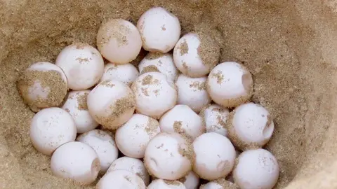 nido de tortugas en la costa catalana