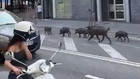 Jabalís por el centro de Granollers