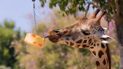Una jirafa se refresca con un helado en el Zoo de Barcelona