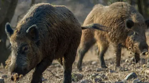 Peste porcina detectada en jabalís en la Sierra de Collserola (Barcelona)