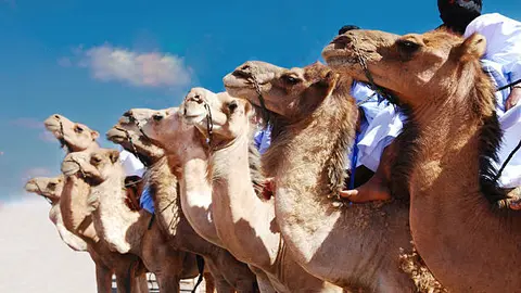 Camellos de carrera