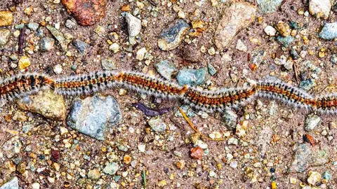Alerta procesionarias en Collserola
