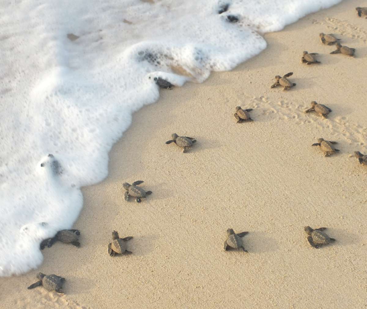 Tortugas marinas dirigiéndose al mar