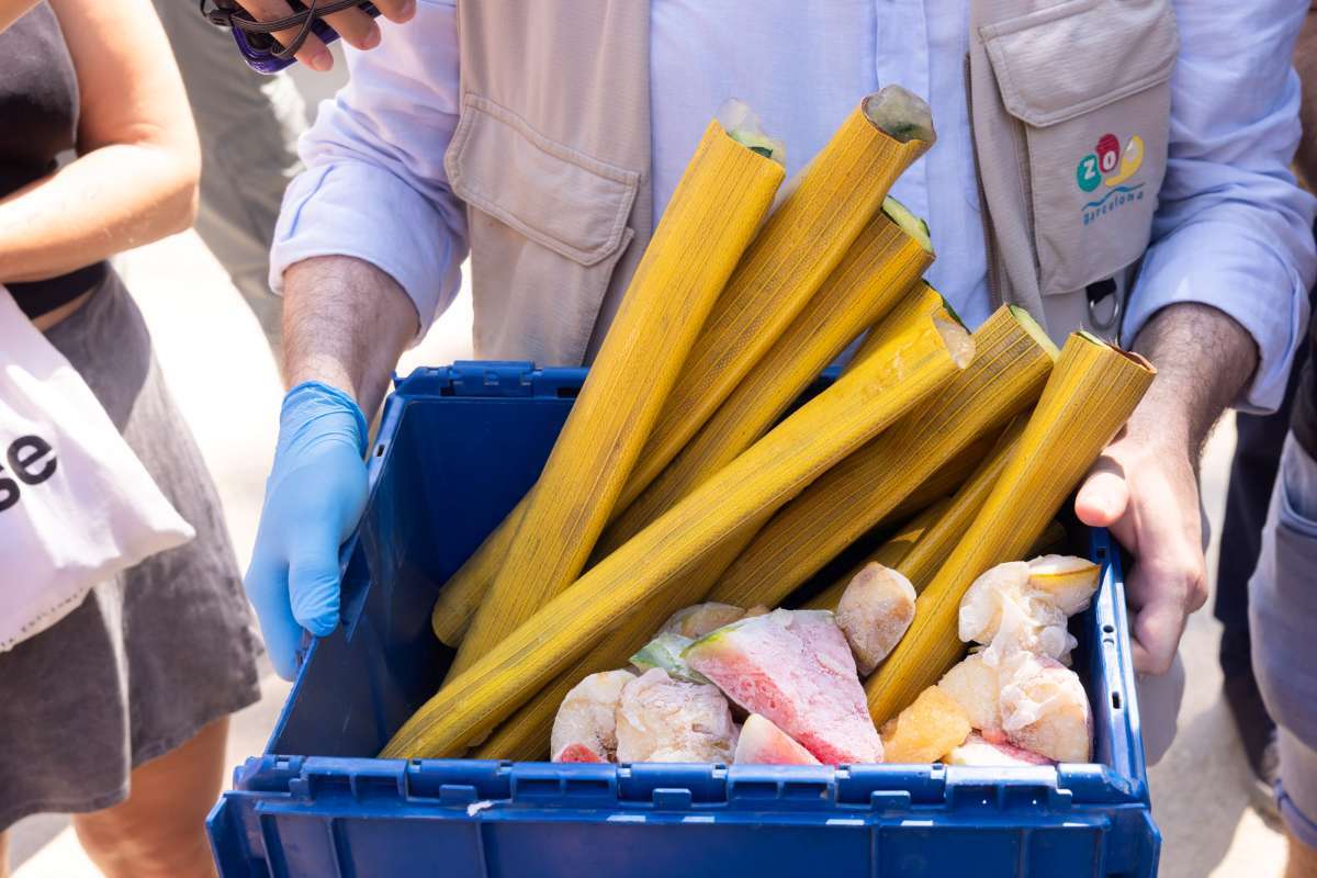 Helados especiales para los animales del Zoo de Barcelona