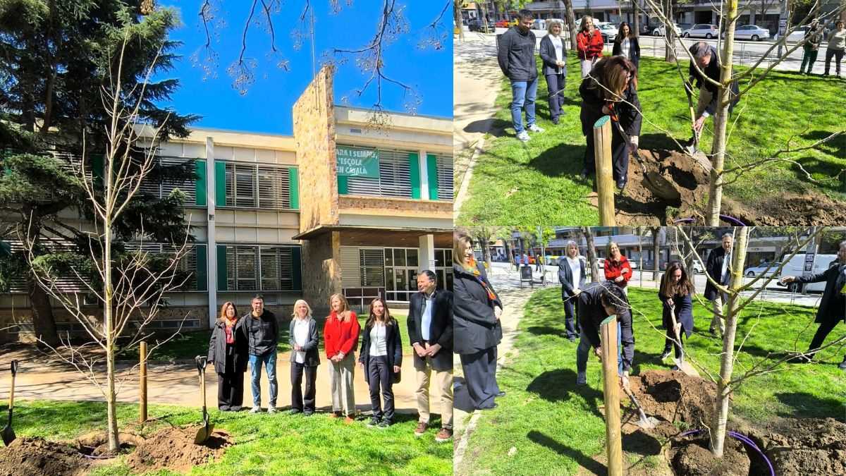 Moments de la plantada del ginkgo biloba